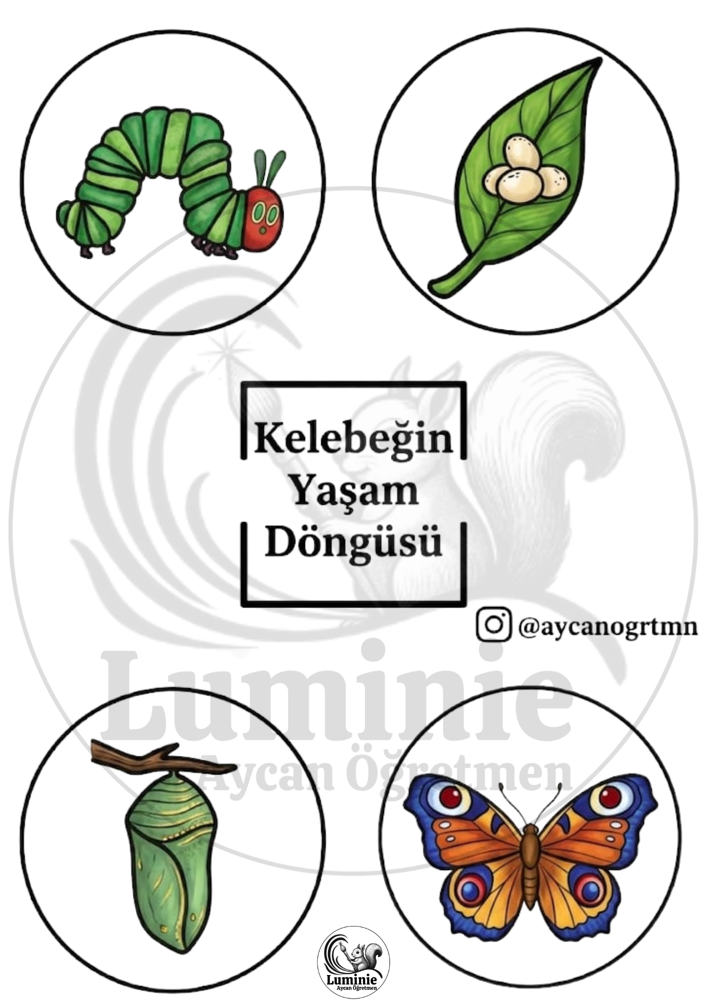 Kelebeğin Yaşam Döngüsü